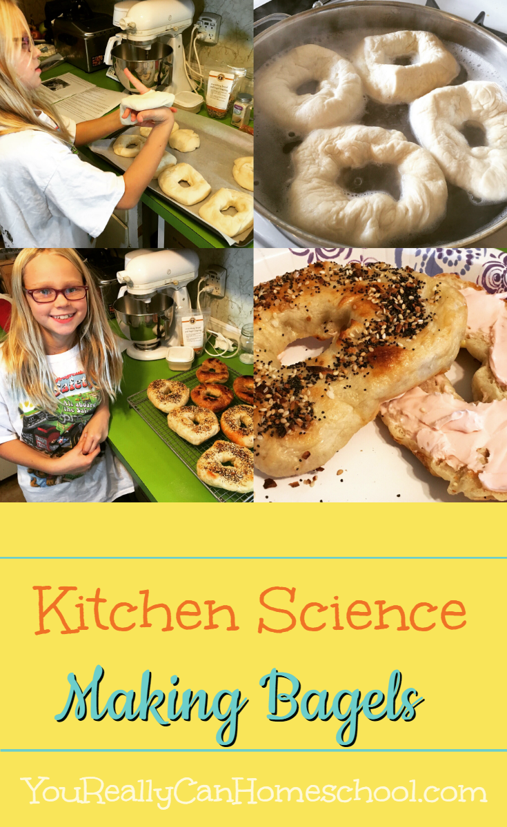Kitchen Science Making Bagels (New Your Bagel Recipe) YouReallyCanHomeschool.com